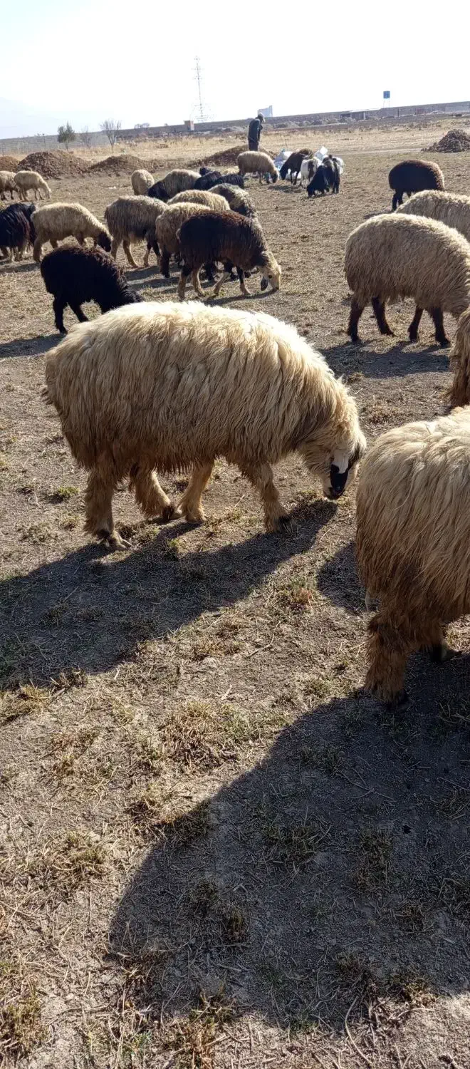 فروش قوچ بذری|حیوانات مزرعه|مرودشت, ده بید|دیوار