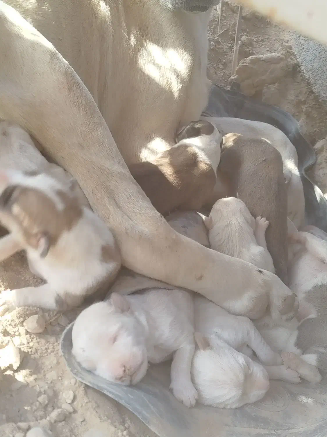 توله سگ سرابی ماده|سگ|شیروان (خراسان), |دیوار