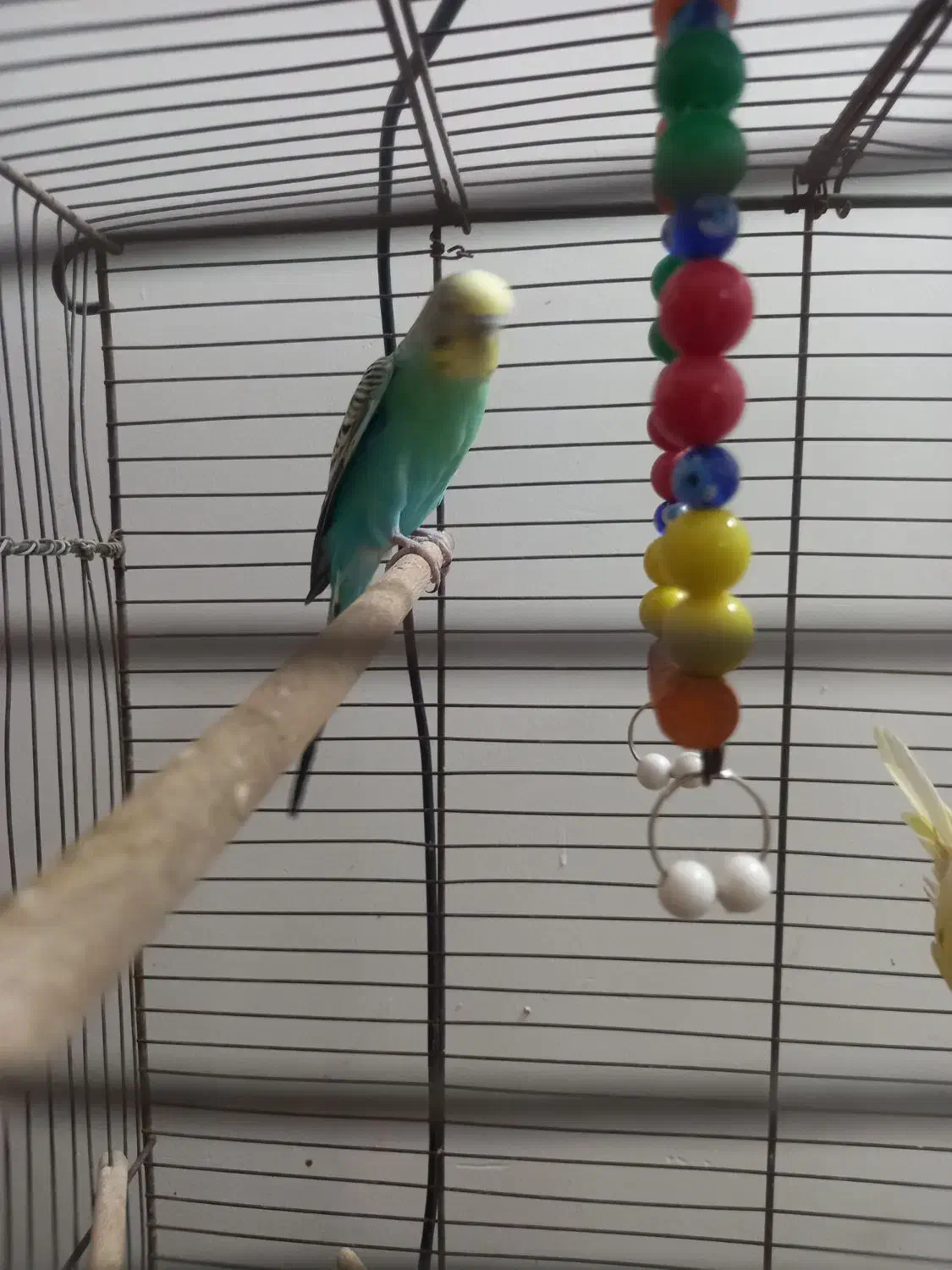 یه جفت مرغ عشق بسیار مولد|پرنده|قم, باجک سه|دیوار