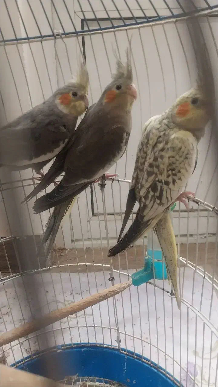 عروس هلندی۶ ماهه سرحال و زرنگ|پرنده|لاهیجان, گلستان|دیوار