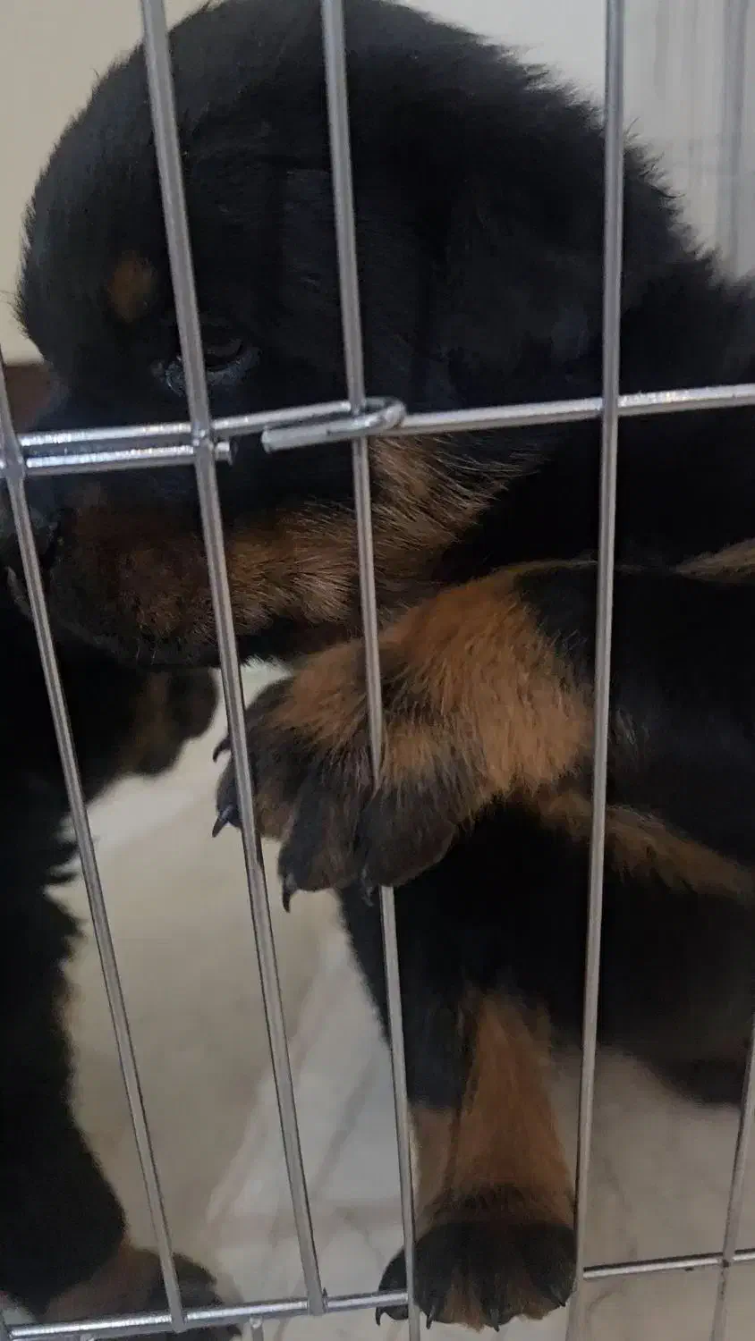 توله روتوایلر|سگ|فردیس, سرحدی|دیوار