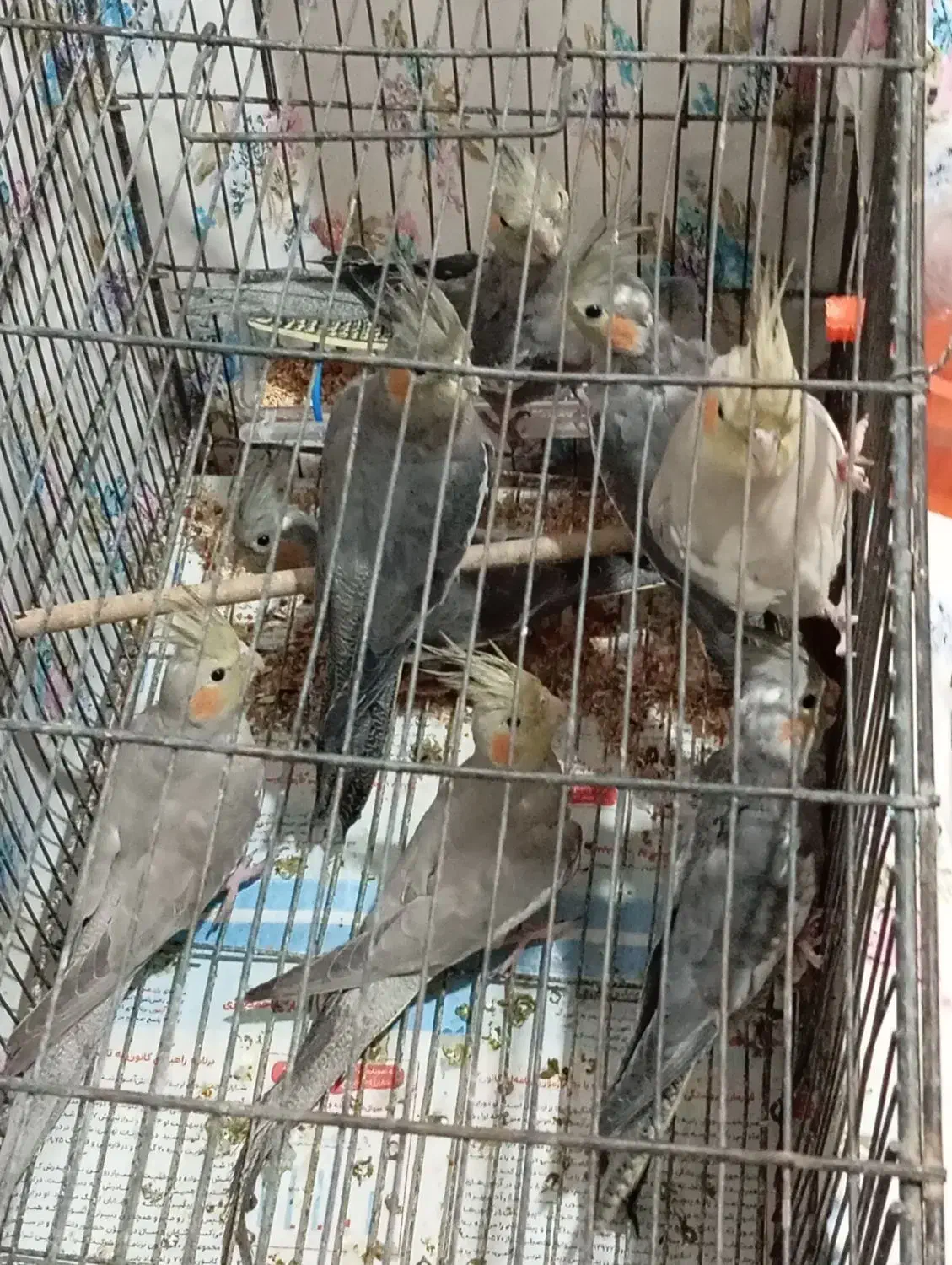 8 تا عروس هلندی یه دونه گل باقالی|پرنده|صومعهسرا, |دیوار