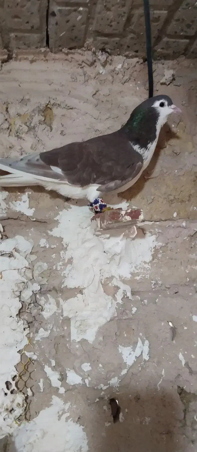 کفتر|پرنده|مشهد, همت آباد|دیوار