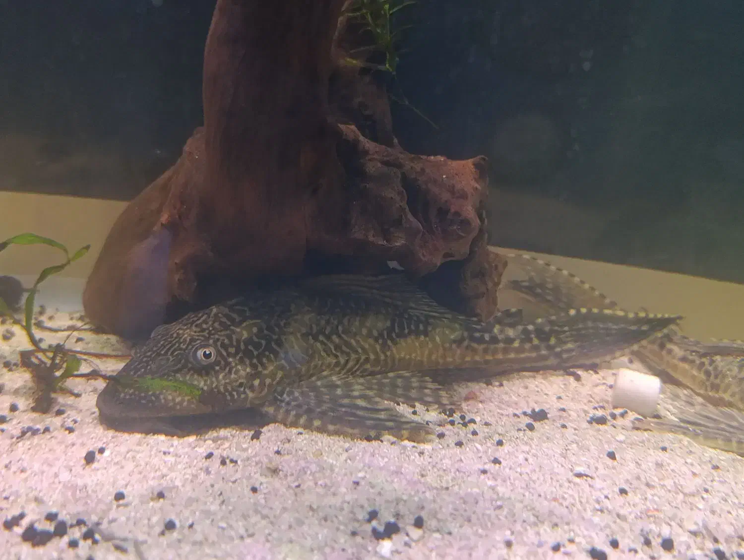 ماهی لجن خوار کت اسپرت گربه ماهی|ماهی|مشهد, امیریه|دیوار