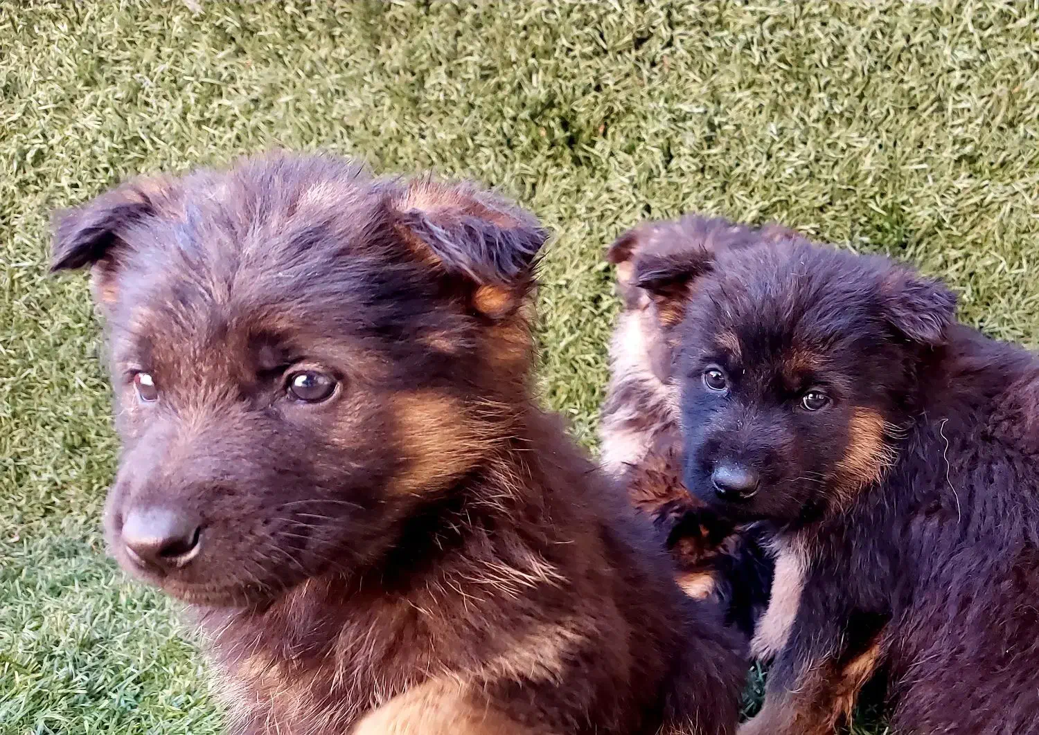 تولهای ژرمن|سگ|زیرآب, |دیوار