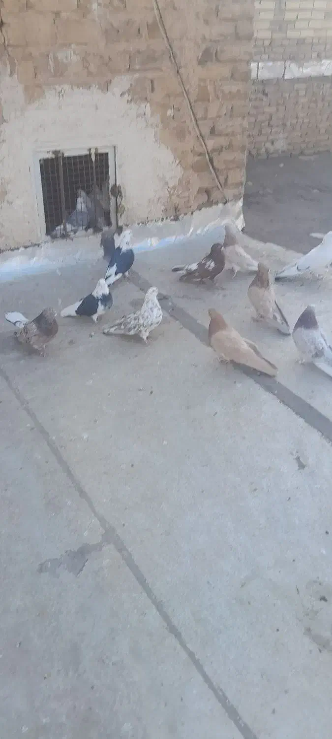 کبوتر|پرنده|ابهر, |دیوار