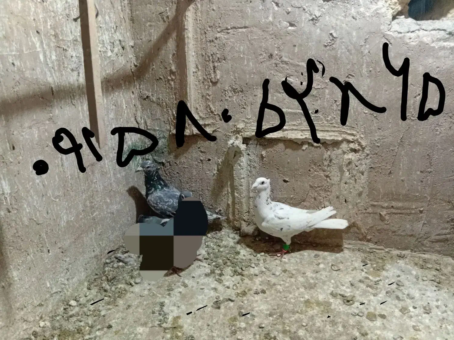 کبوترصید شب|پرنده|مشهد, محمدآباد|دیوار