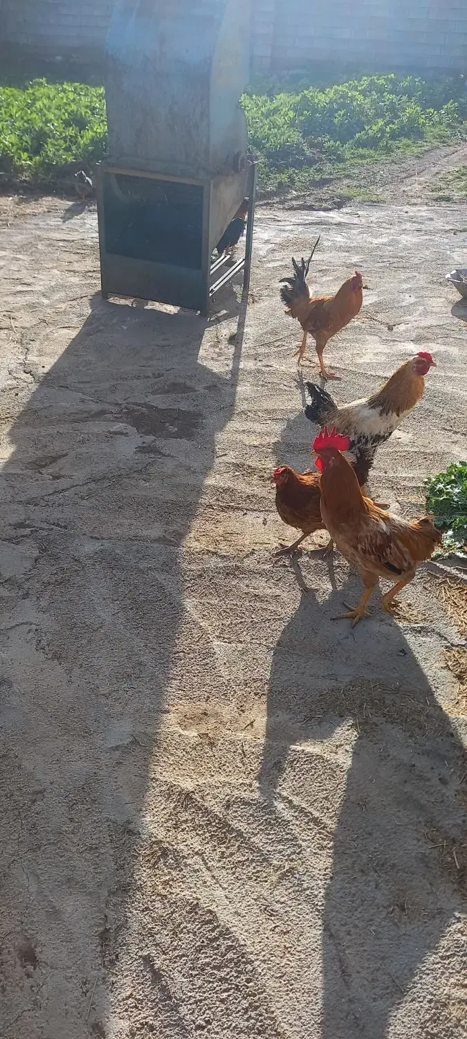 مرغ وخروس|حیوانات مزرعه|سرپل ذهاب, |دیوار