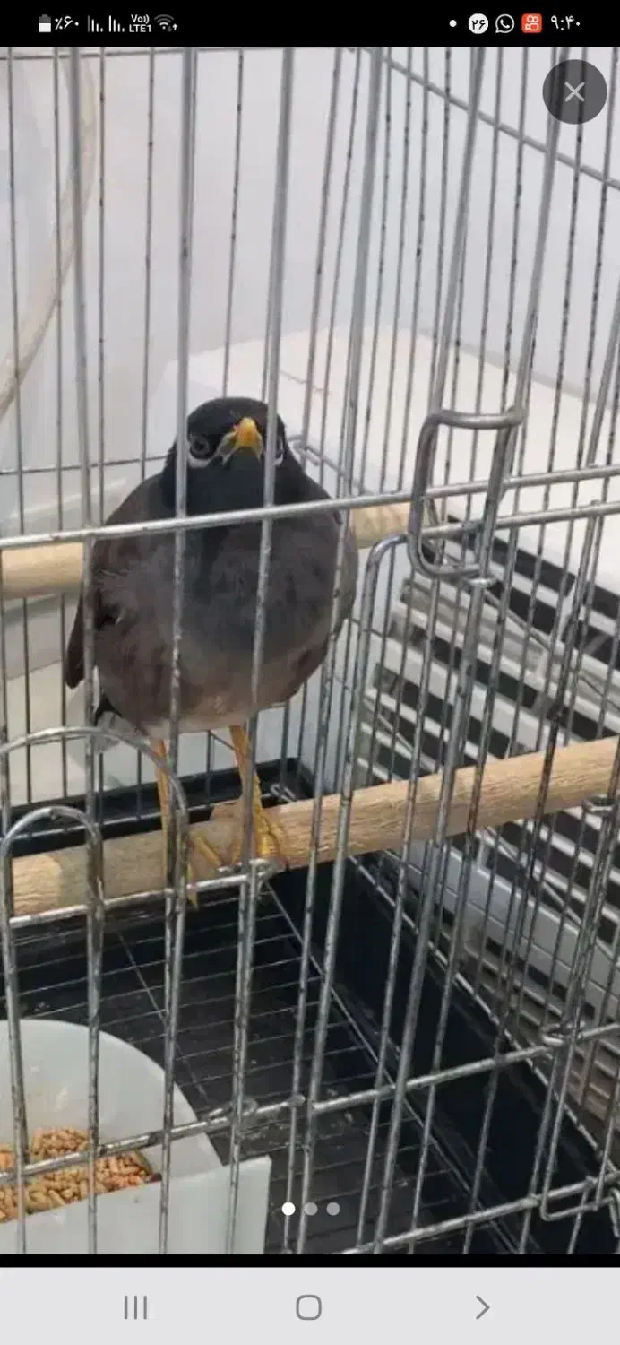 مینا گمشده|حیوانات|اهواز, گلدشت|دیوار