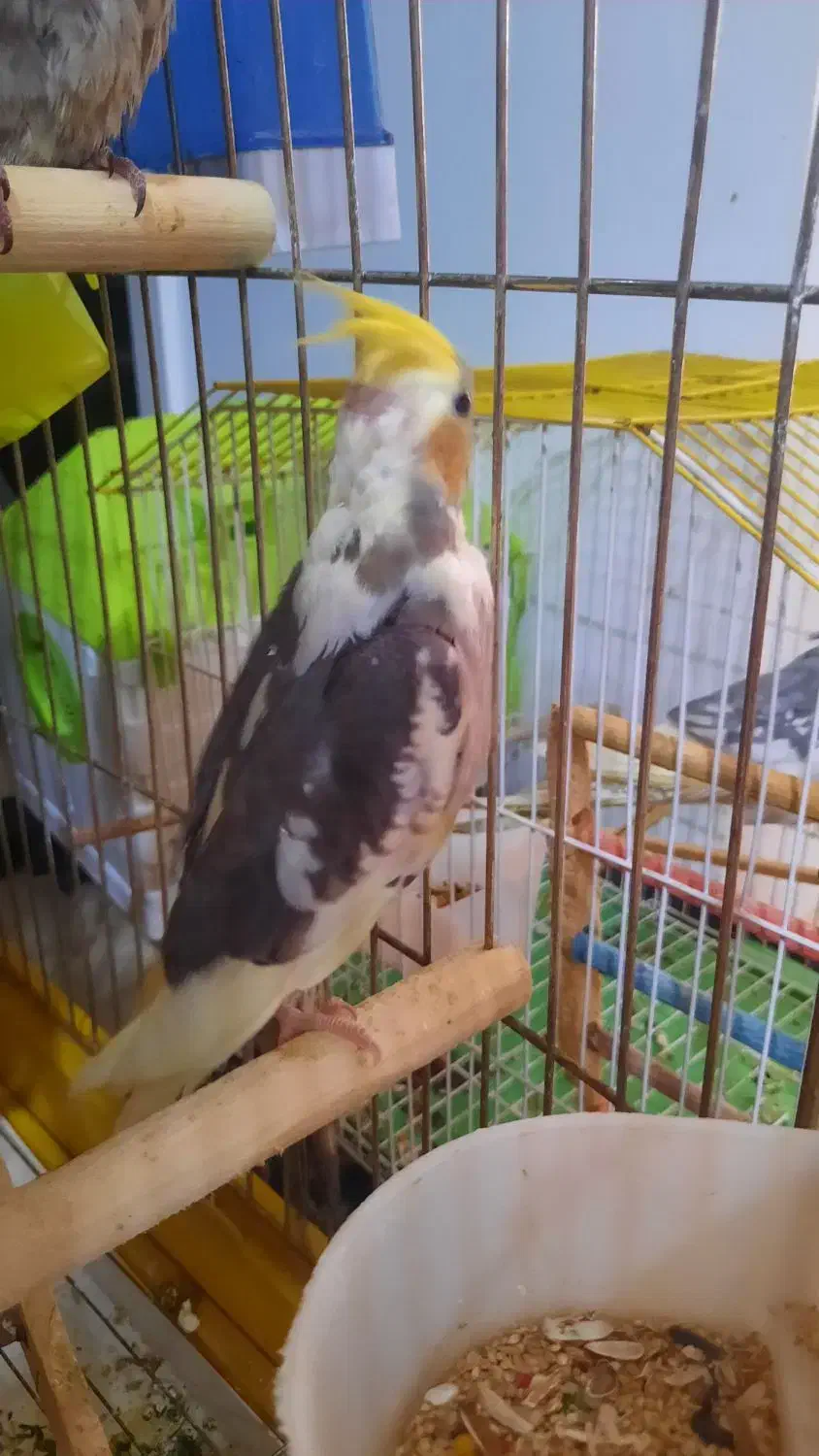 پرنده|پرنده|رشت, شالکو|دیوار