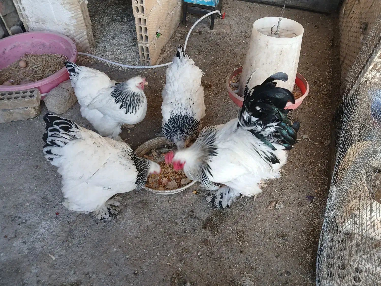 تخم نطفه دار برهما لایت|حیوانات مزرعه|فولادشهر, زاینده رود|دیوار