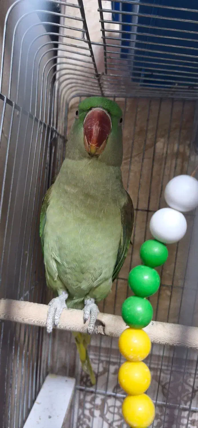 طوطی اسکندرون شاه|پرنده|شهریار, شهرک وائین|دیوار