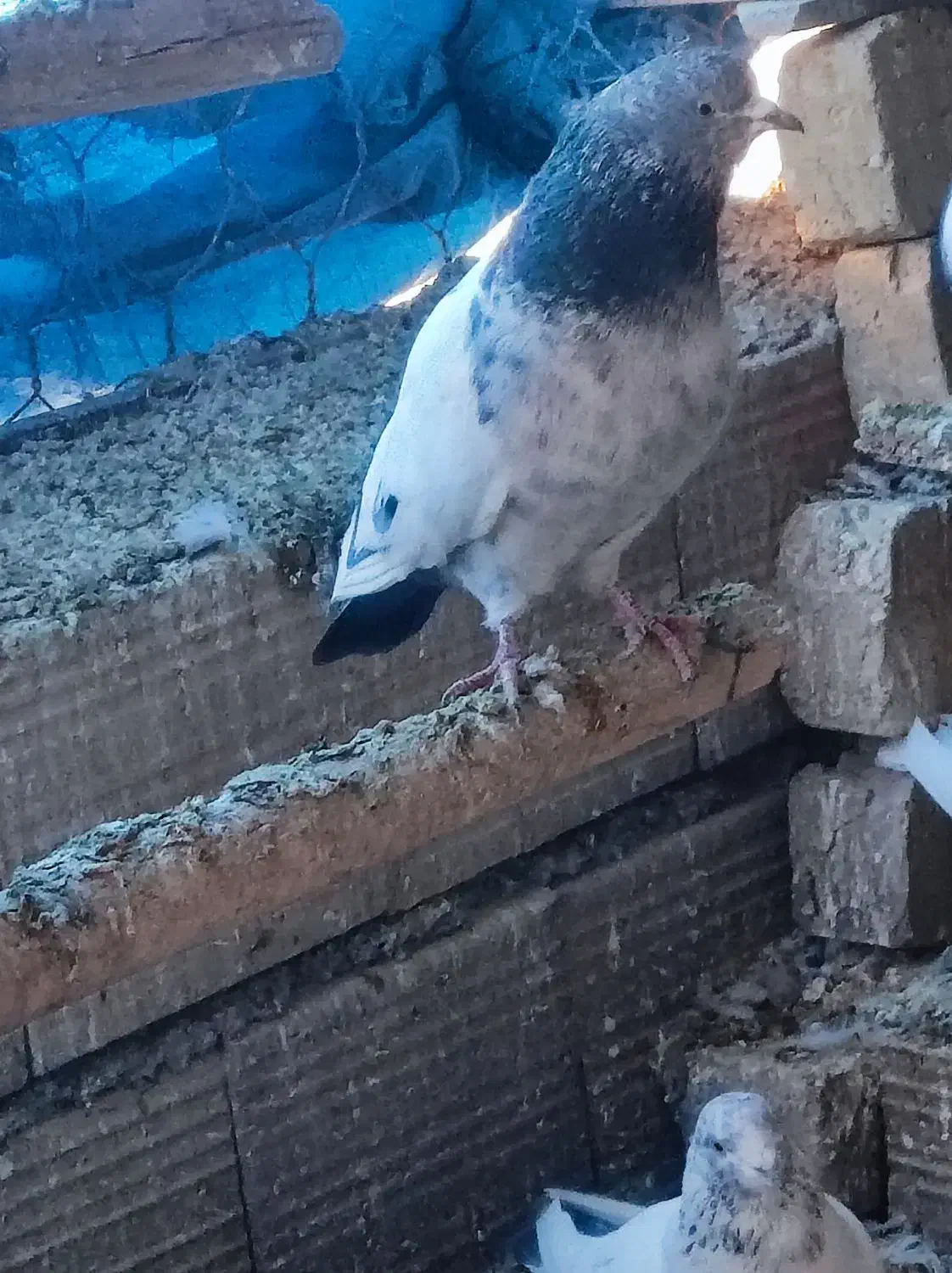 30تاحیوون پروازی نروماده مایع کفترجفتی500تومن|پرنده|صائین قلعه, |دیوار