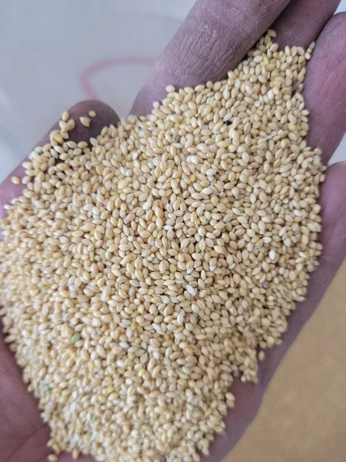 خوراک پرندگان به صورت عمده|لوازم جانبی حیوانات|اصفهان, قهجاورستان|دیوار