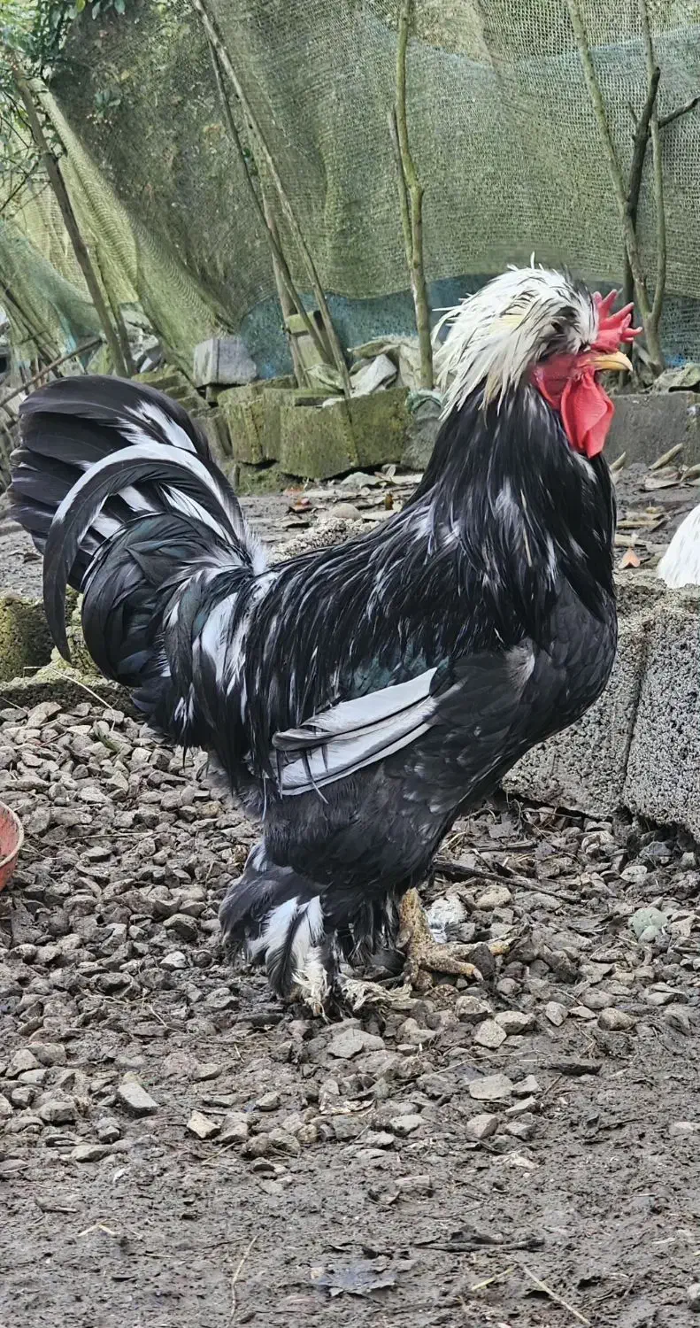 خروس سلطان ۱ ساله|حیوانات مزرعه|لاهیجان, شهرک سلمان فارسی|دیوار