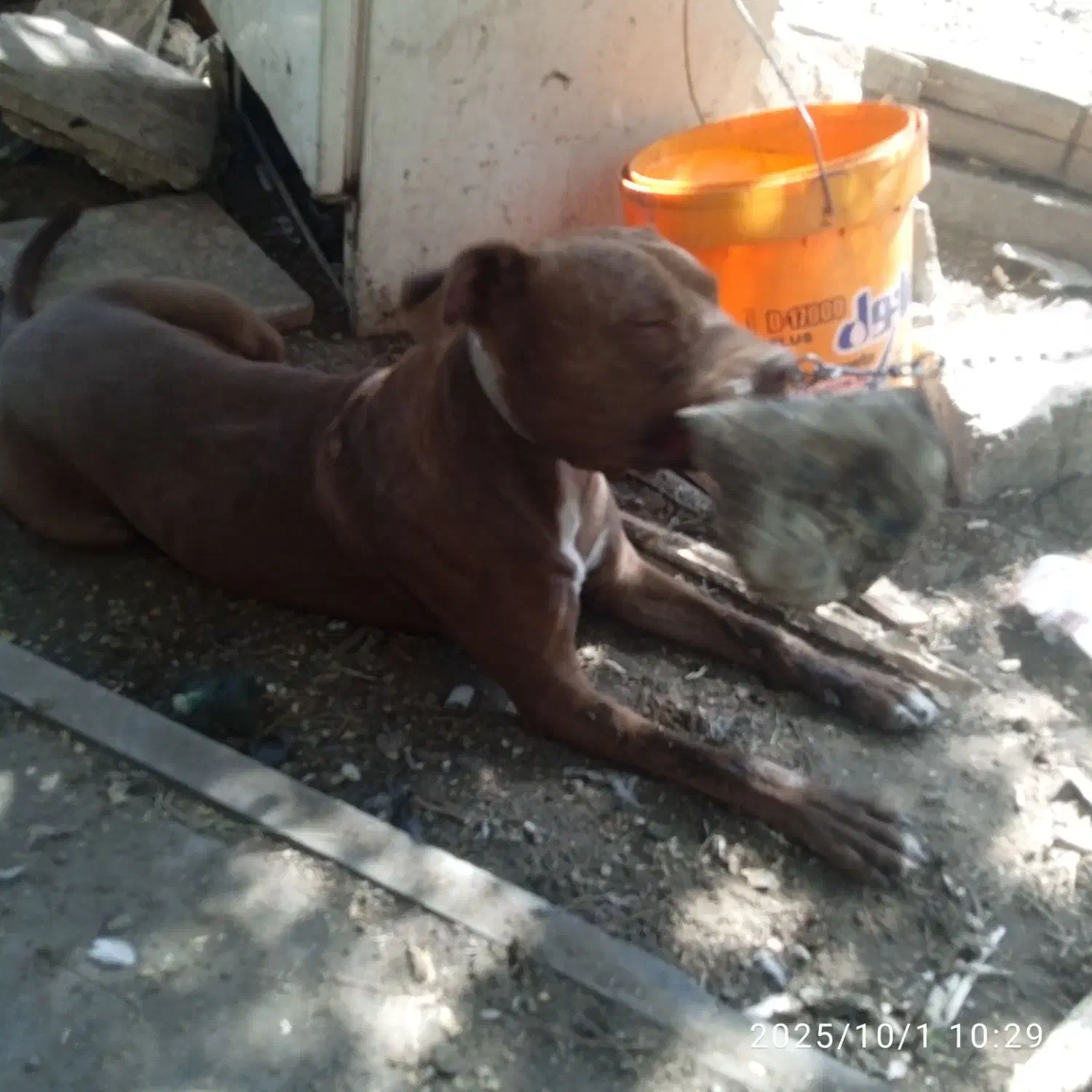 یک قلاده سگ پیت بول|سگ|اصفهان, شهرک صنعتی امیرکبیر (شاپور جدید)|دیوار