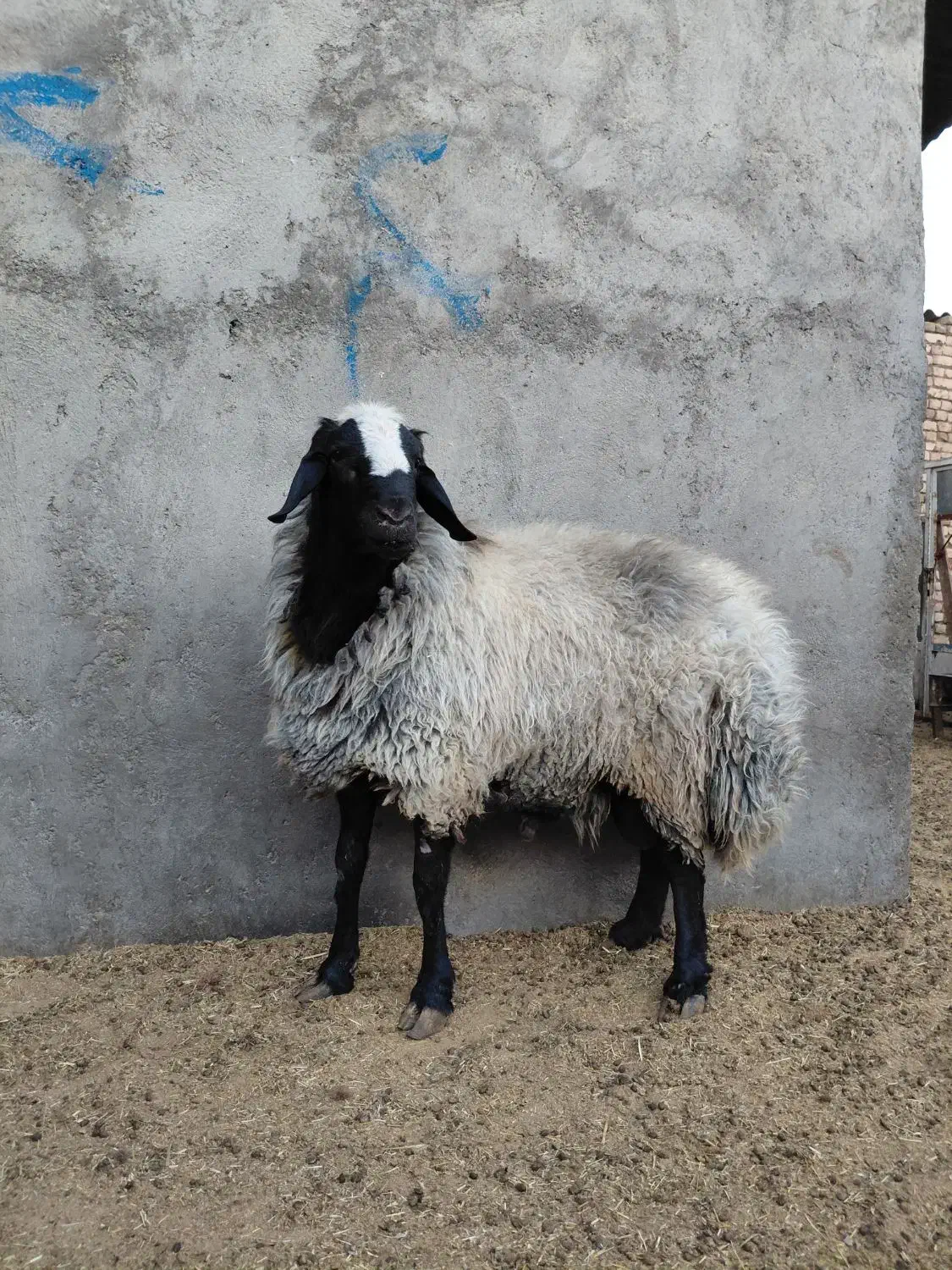 قوچ|حیوانات مزرعه|رامند, |دیوار