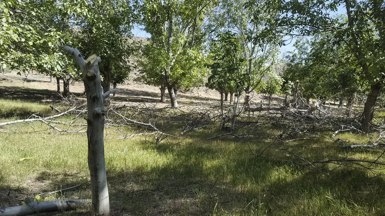 فروش باغ بر جاده اصلی باامکان ساخت ویلایاواحدصنعتی|فروش زمین و ملک کلنگی|نهاوند, |دیوار
