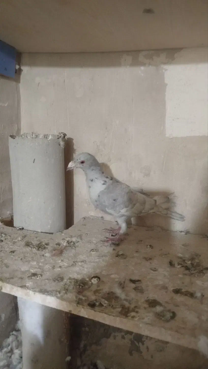 کبوتر صید|پرنده|تربت‌حیدریه, مسجد جامع|دیوار