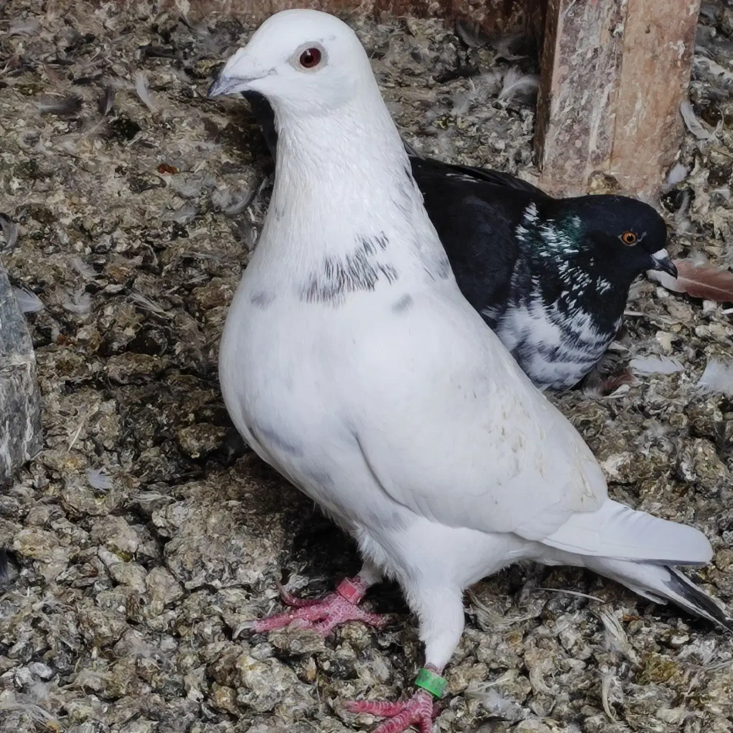 کبوتر پلاکی|پرنده|نوشین شهر, |دیوار