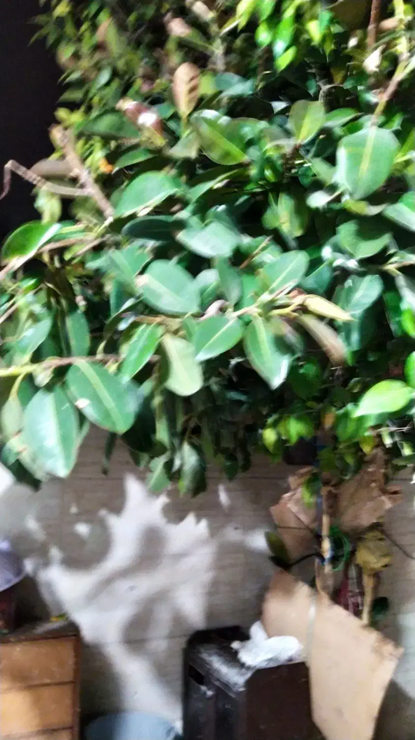 درخت|گل و گیاه طبیعی|شیراز, کوشک میدان|دیوار