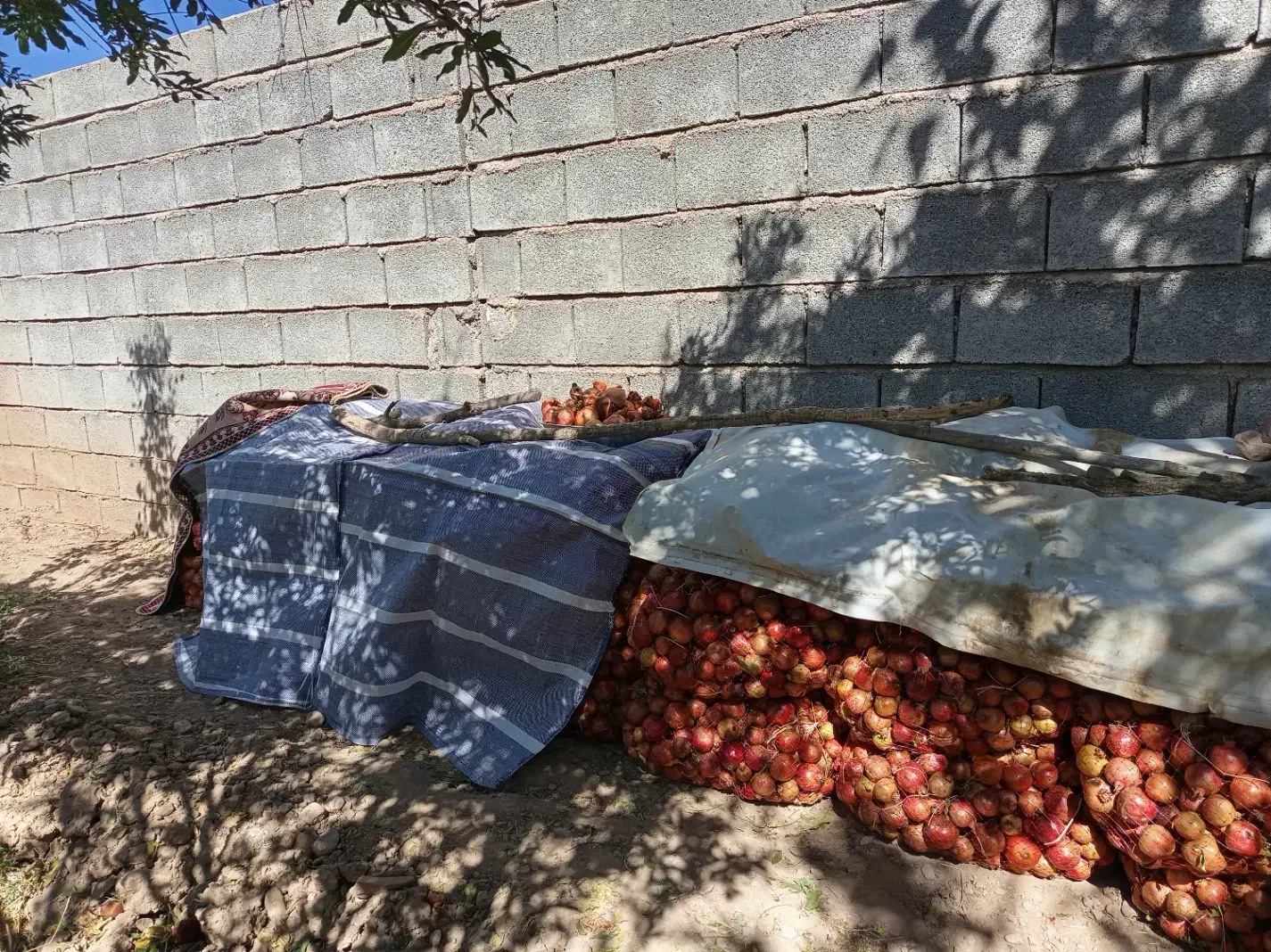 فروش انار درجه یک و انار ربی(توری)|خوردنی و آشامیدنی|ارسنجان, |دیوار