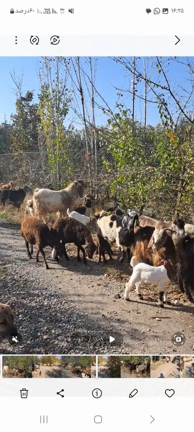 فروش بز وبزغاله|حیوانات مزرعه|مرند, |دیوار