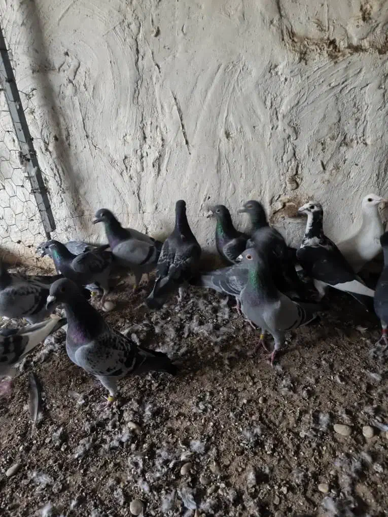 تعدادی نر|پرنده|برازجان, |دیوار