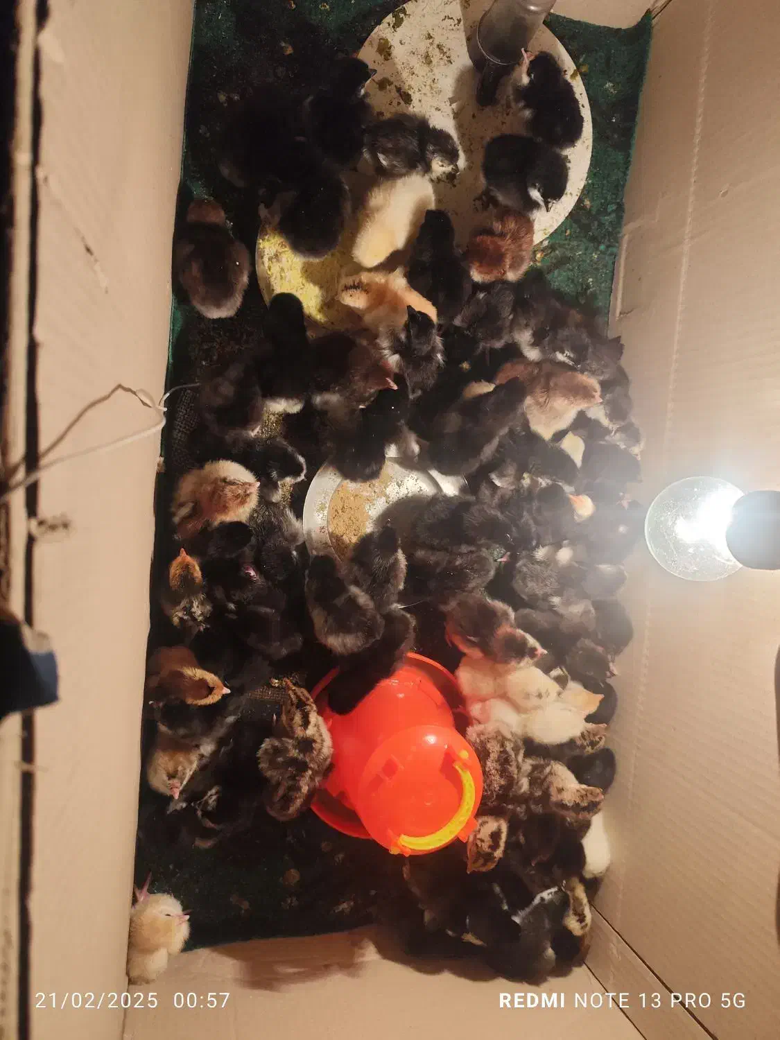 فروش جوجه گلین لری|حیوانات مزرعه|مشهد, امیر المومنین|دیوار