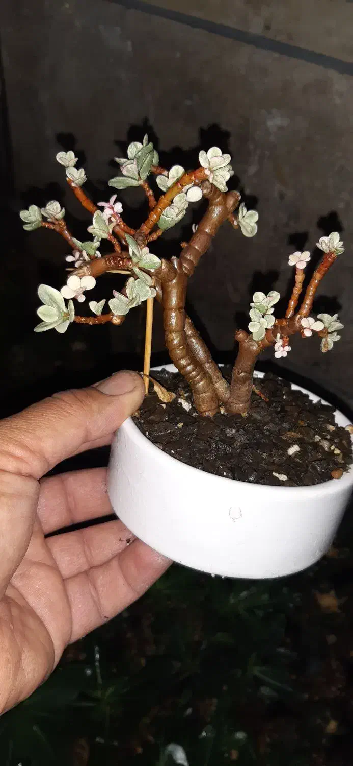 بن سای خرفه ای|گل و گیاه طبیعی|اردبیل, |دیوار