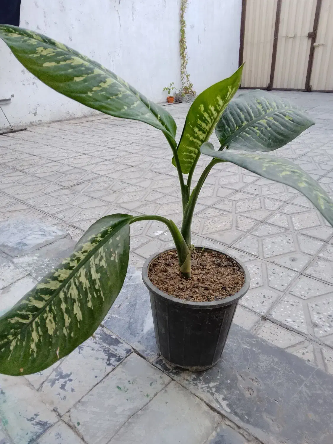 گلدان|گل و گیاه طبیعی|دورود, |دیوار