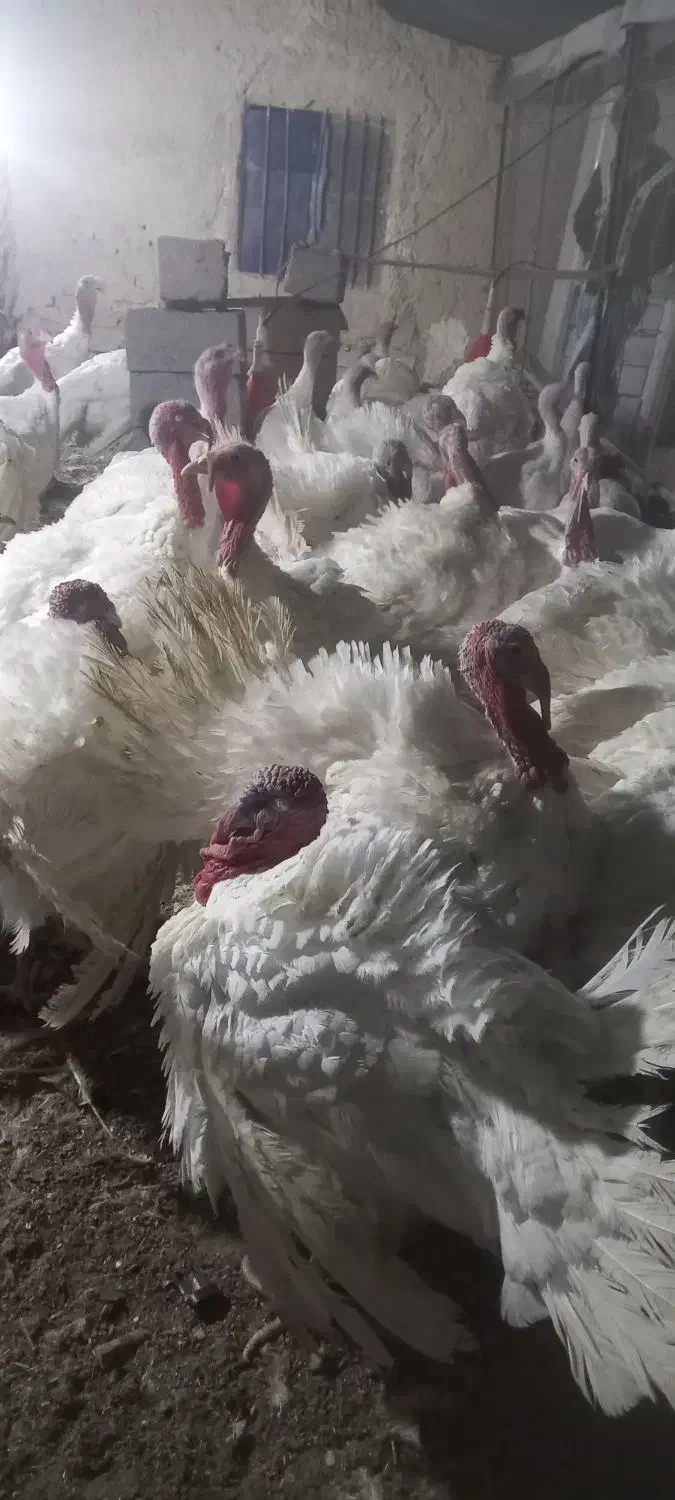 بوقلمون گوشتی|حیوانات مزرعه|سراوان, |دیوار