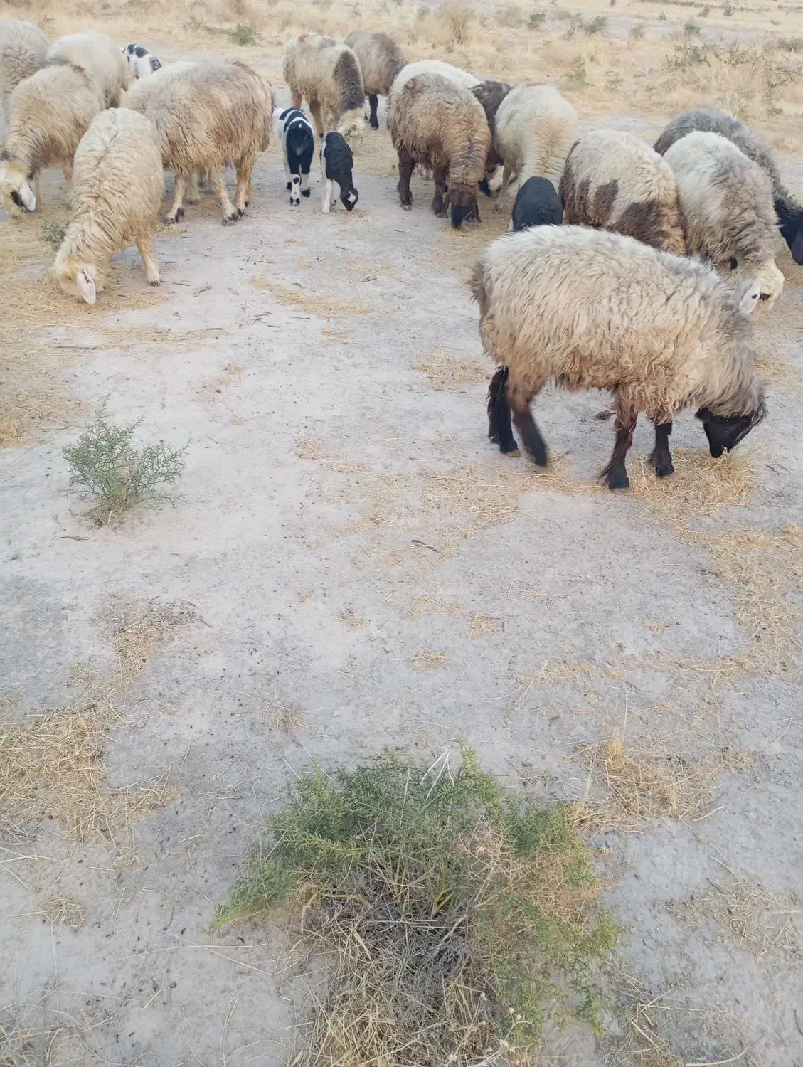 15 راس میش داشتی|حیوانات مزرعه|جره و بالاده, |دیوار