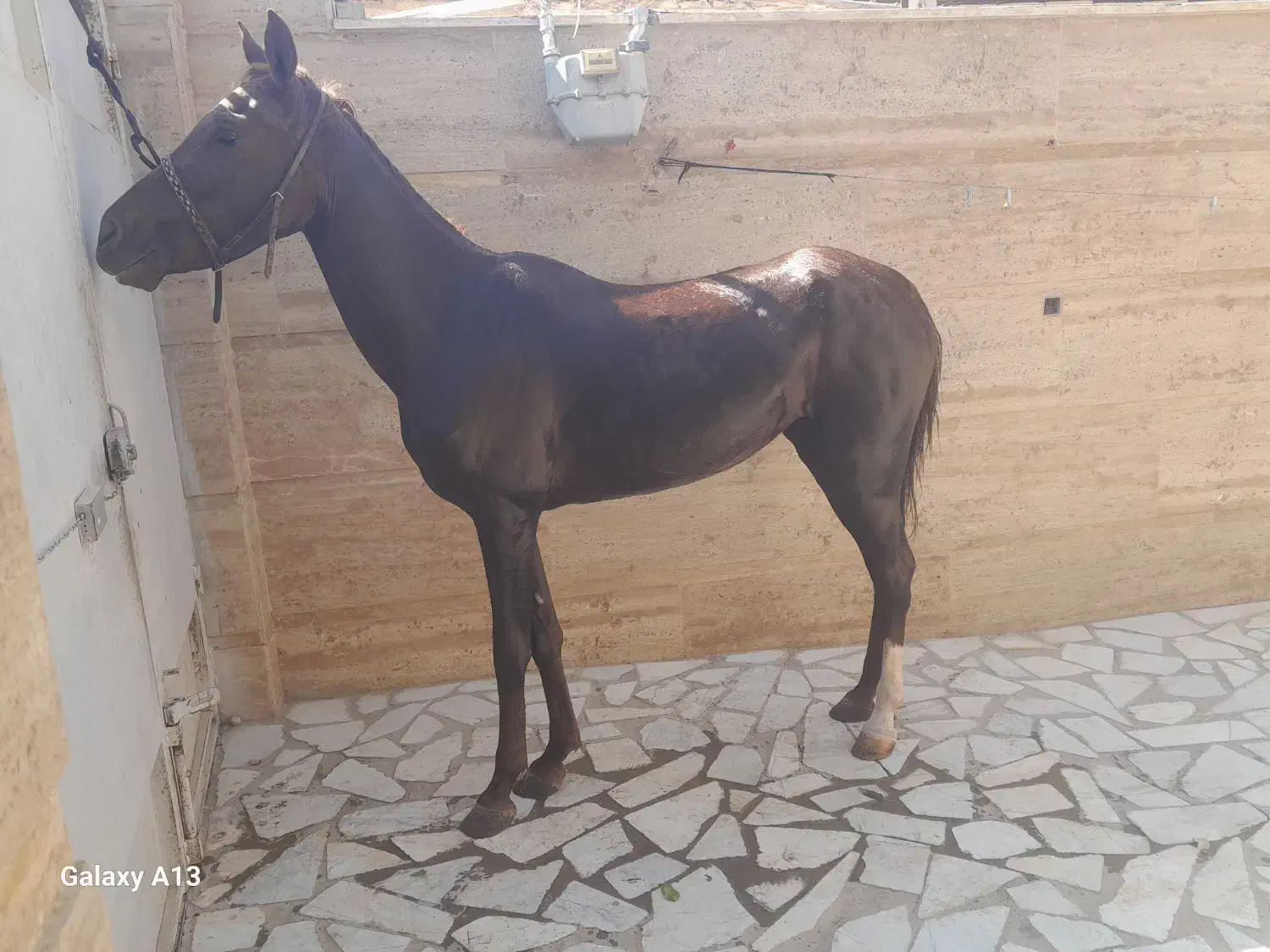 مادیان عرب ایرانی خالص|حیوانات مزرعه|چادگان, |دیوار