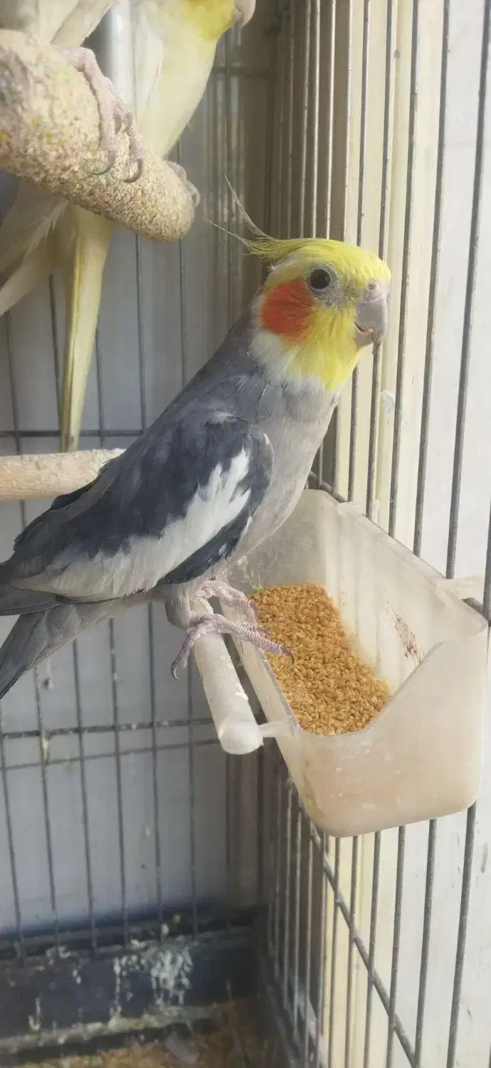 عروس هلندی|پرنده|صباشهر, |دیوار