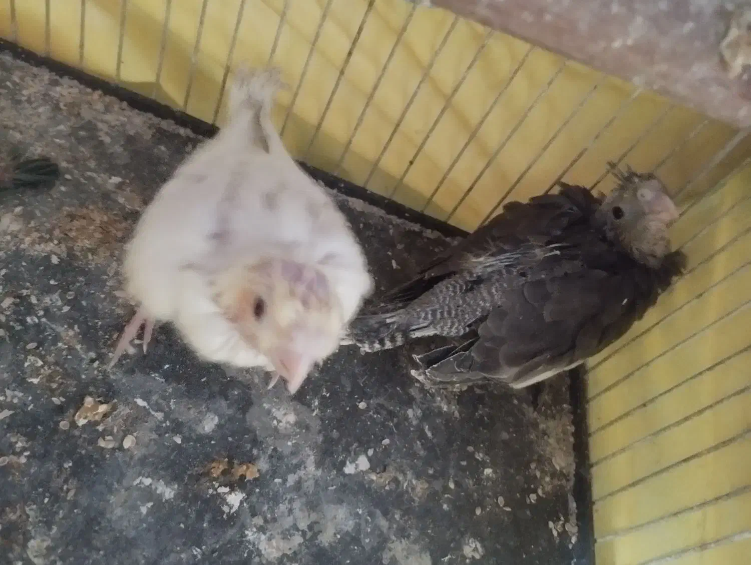 عروس هلندی|پرنده|بندر امام خمینی, |دیوار