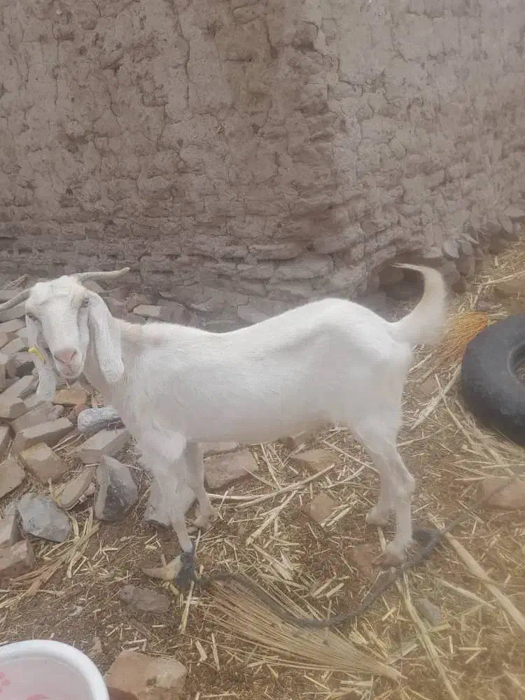 بزفروشی مری|حیوانات مزرعه|مهرستان, |دیوار