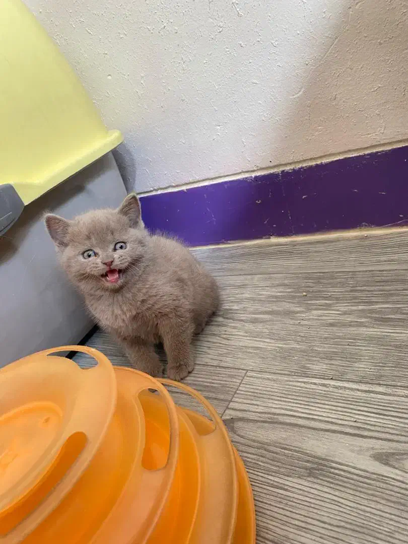 بچه گربه های بریتیش اصیل رنگ لیلاک|گربه|شیراز, شهرک سراج‎|دیوار