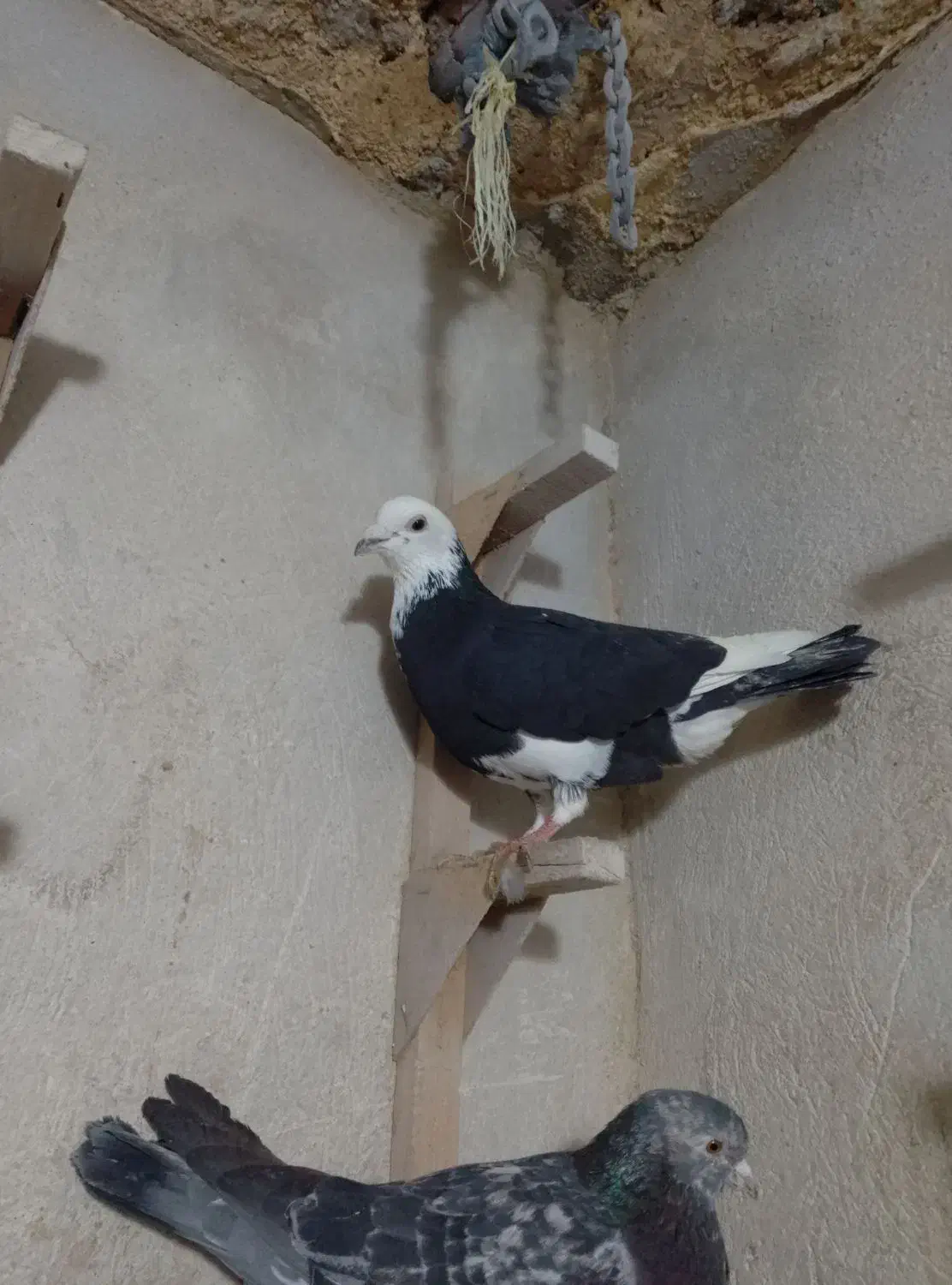 کفتر.|پرنده|شیراز, سیاه سنگ|دیوار