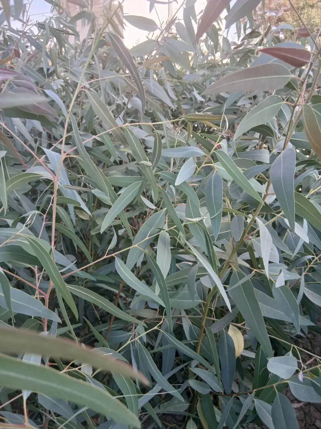 اکالیپتوس دوساله تولید اصفهان در فضای باز|خدمات باغبانی و درختکاری|اصفهان, سودان|دیوار