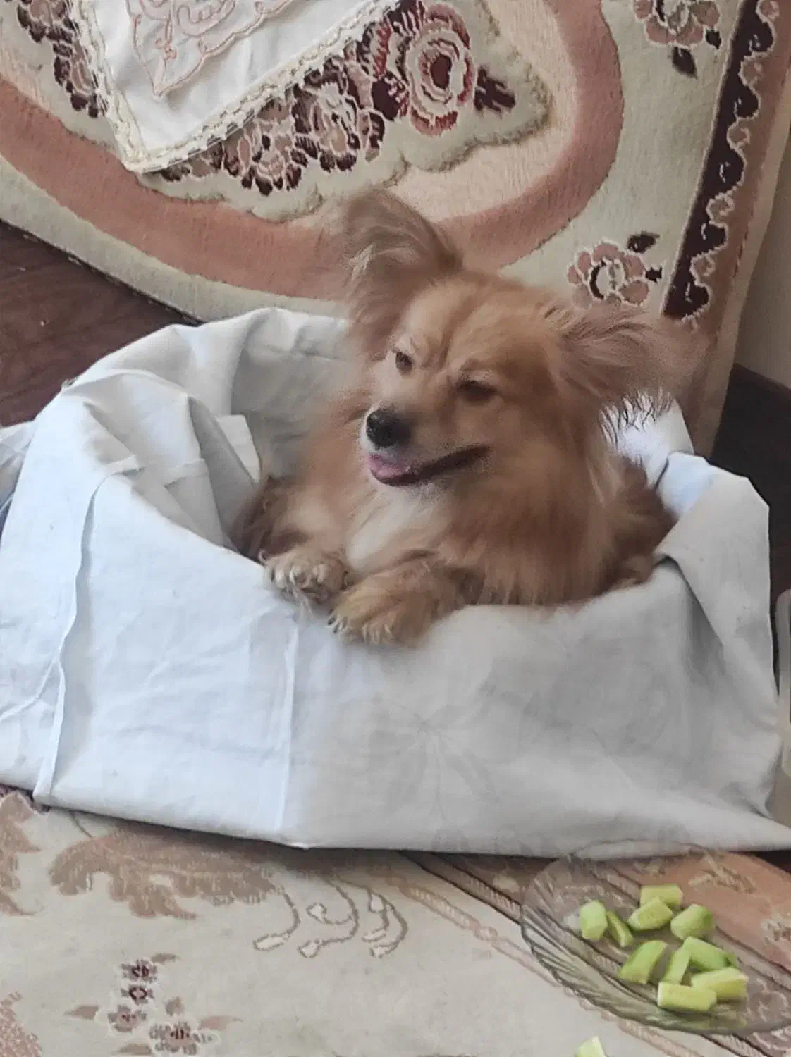 پامر روباهی|سگ|شاهینشهر, مسکن مهر|دیوار