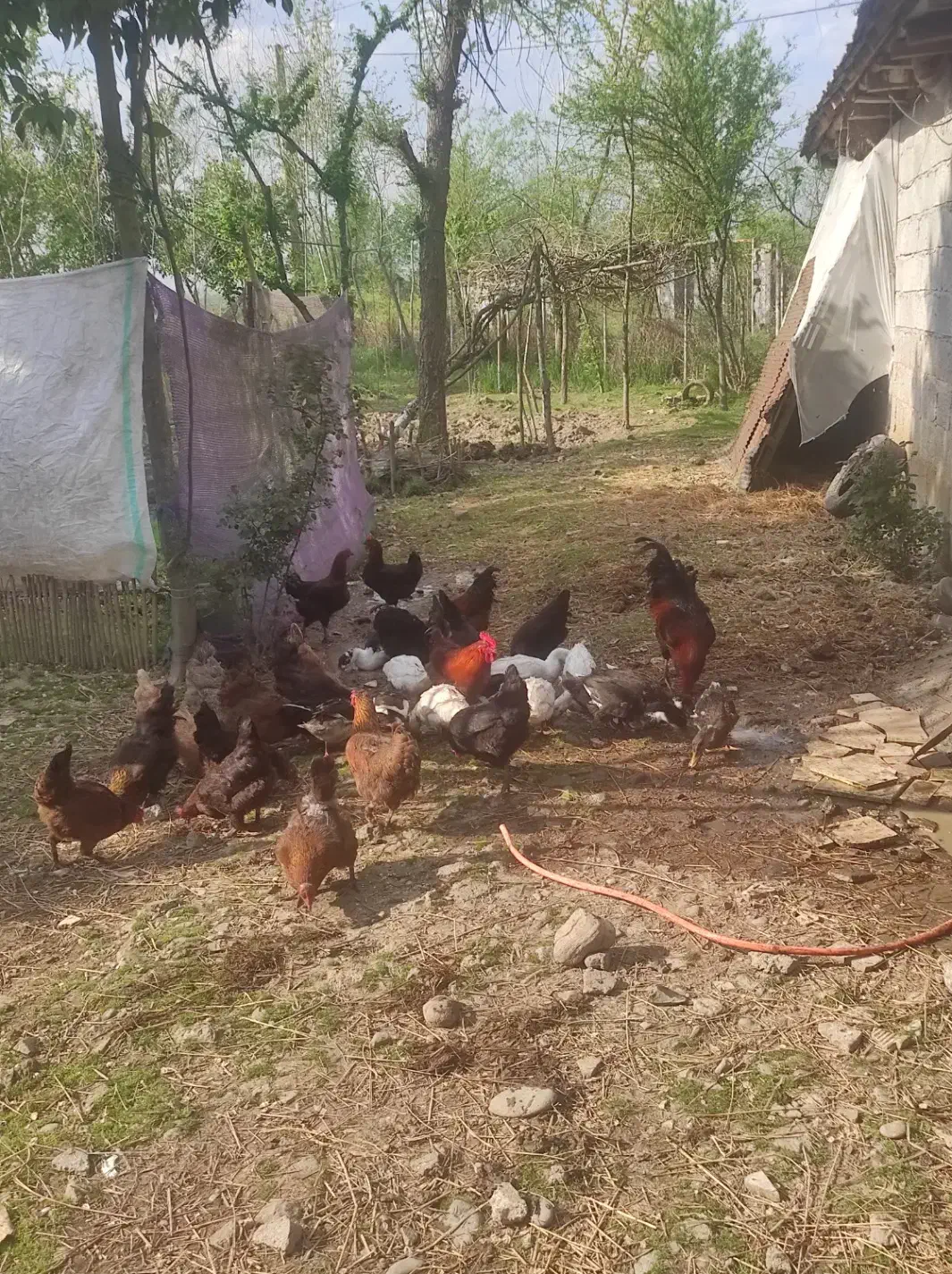 مرغ و اردک|حیوانات مزرعه|لاهیجان, آهندان|دیوار