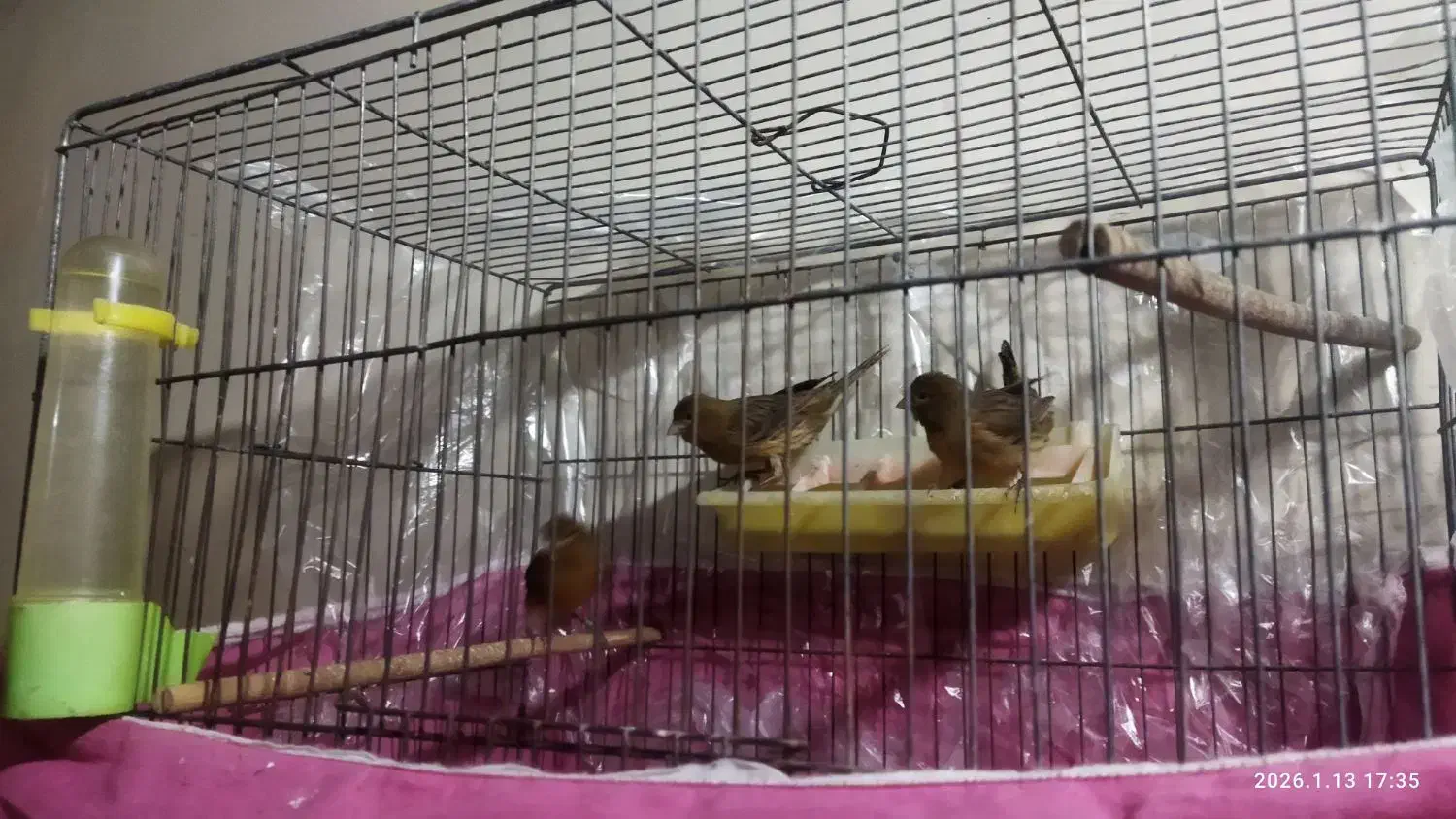 قناری|پرنده|سیرجان, |دیوار