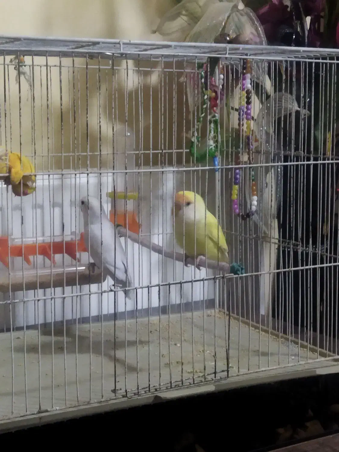 طوطی برزیلی|پرنده|کرمانشاه, |دیوار