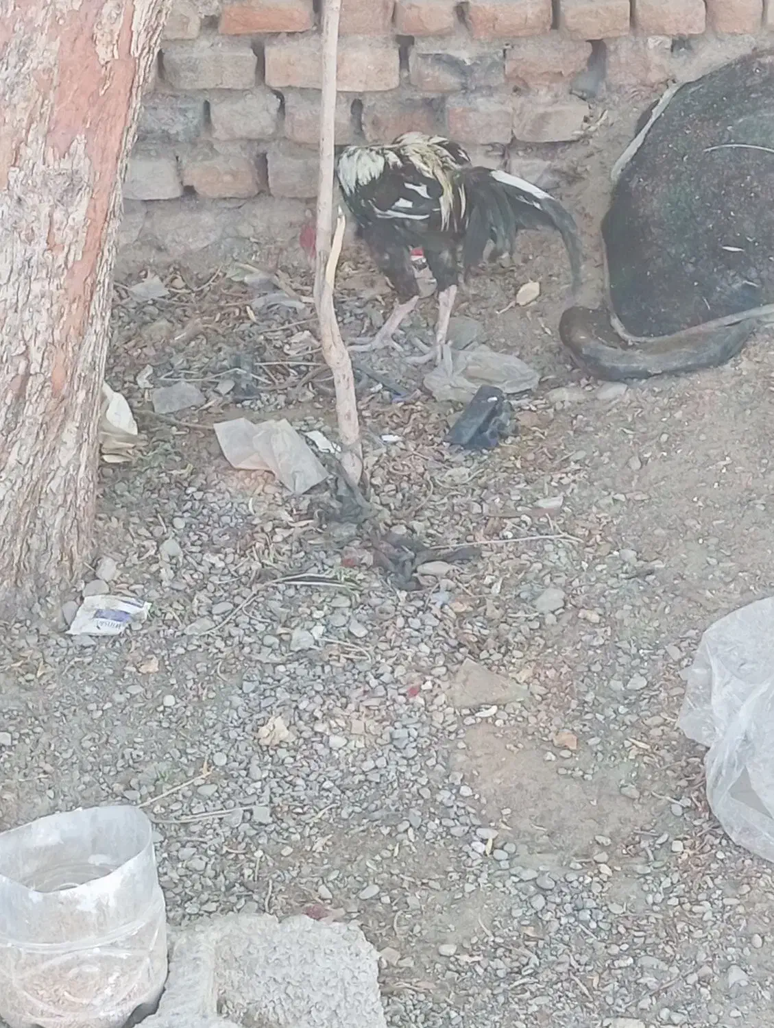 خروس جاوا اصیل|حیوانات مزرعه|ایرانشهر, |دیوار