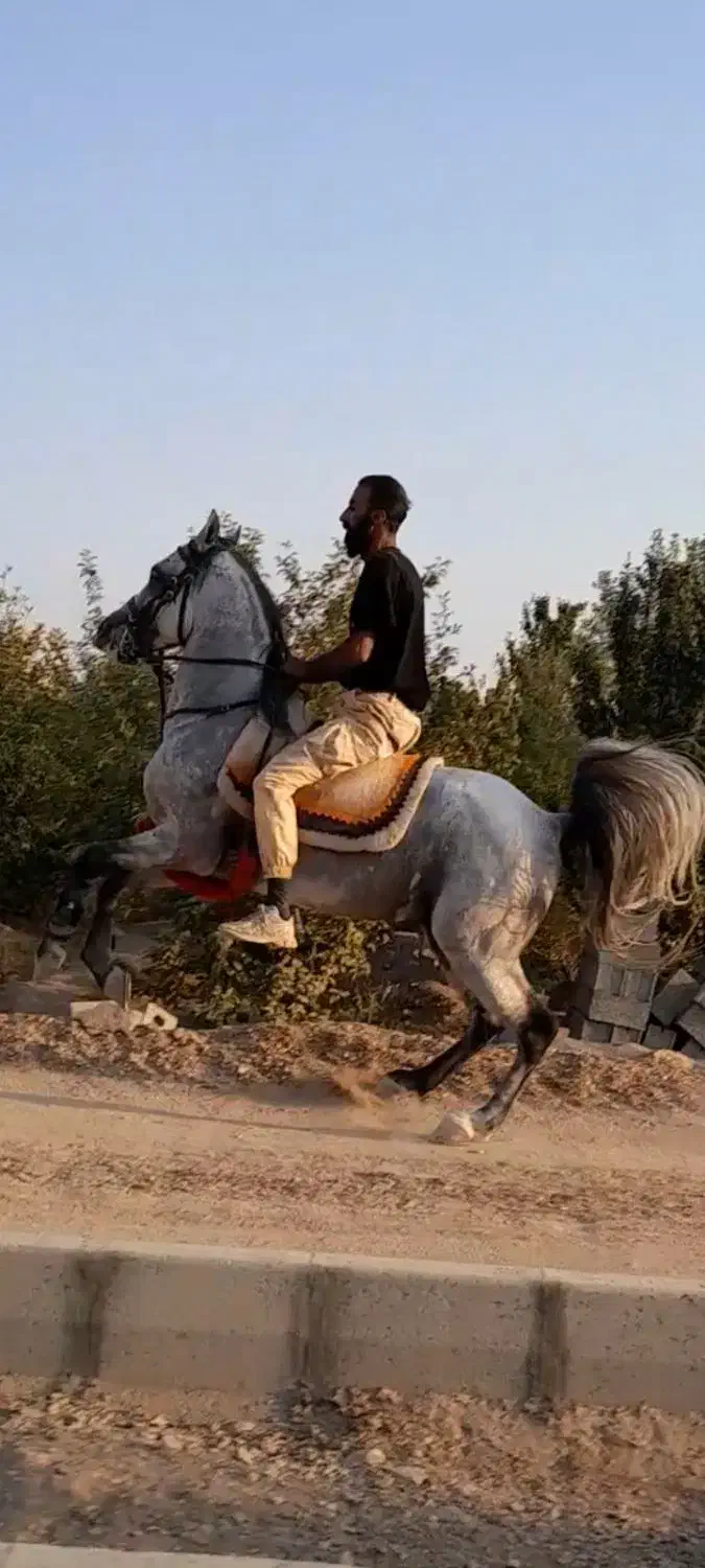 نریان زیبا و سواری دار سن ۶به ۷|اسب و تجهیزات اسب‌سواری|خمینی‌شهر, |دیوار