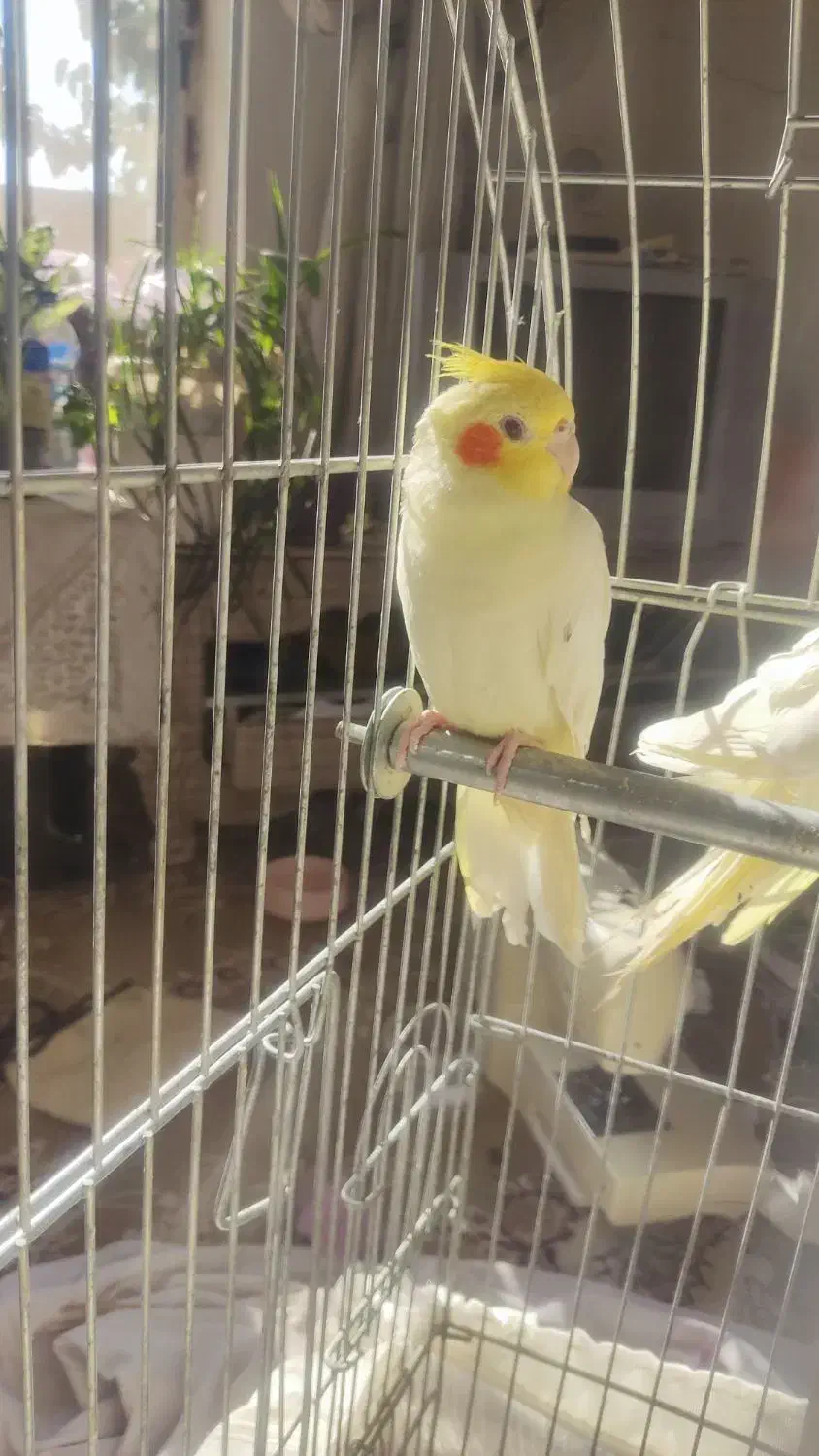 مرغ برهما|پرنده|مشهد, کلاکوب|دیوار