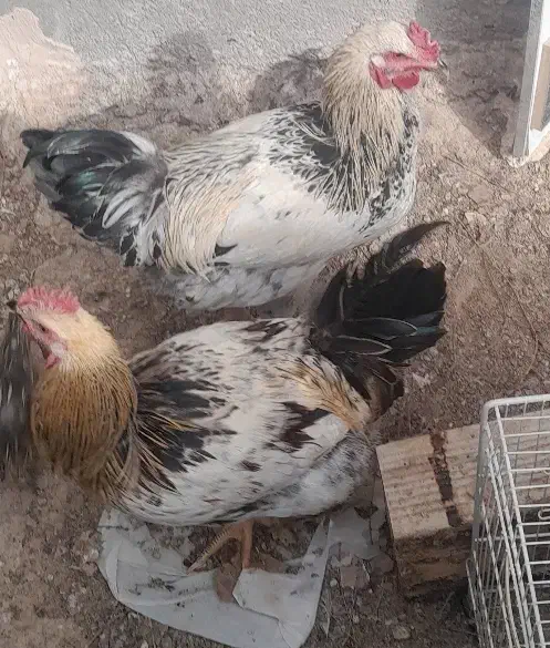 فروش ۲عدد خروس و تعدادی جوجه گلپایگانی|حیوانات مزرعه|نیشابور, شهید جعفری|دیوار