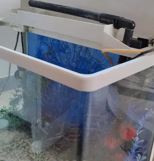 آکواریوم mahiran|ماهی|لنگرود, |دیوار