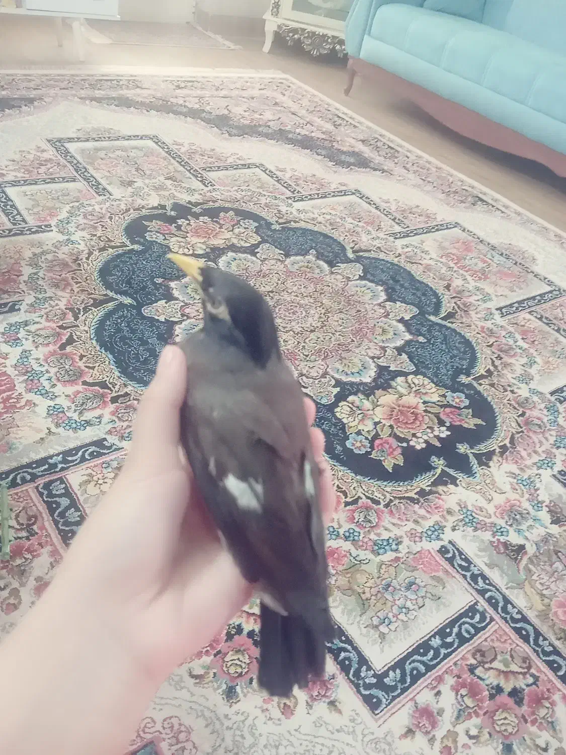 مرغ مینا سخنگو دستی رام|پرنده|تربتحیدریه, باغ سلطانی|دیوار